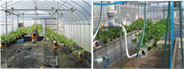 密度は高く、収穫は長く－中空構造栽培槽で実現する「勝てる」イチゴ（2011～2013年度）