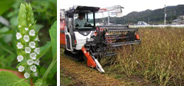 飛騨地域特産作物エゴマの品種選抜および省力機械化栽培体系の確立と新商品開発（2010～2012年度）