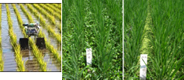 水田の環境保全に配慮した小型除草ロボットによる除草技術の開発（2010～2012年度）