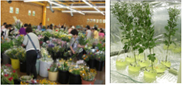 都市域直売切り花の需要に対応する特定日開花・常温品質保持技術の開発（2010～2012年度）
